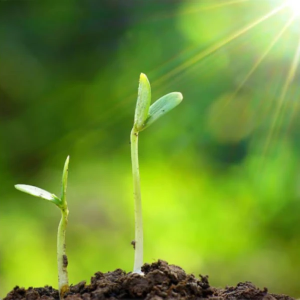 fertilizante a base de Nitrógeno-Zinc Be.NZn promotor de brotación vegetativa