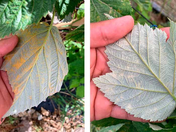 Aplicación de Antiseptika en cultivo de frambuesa