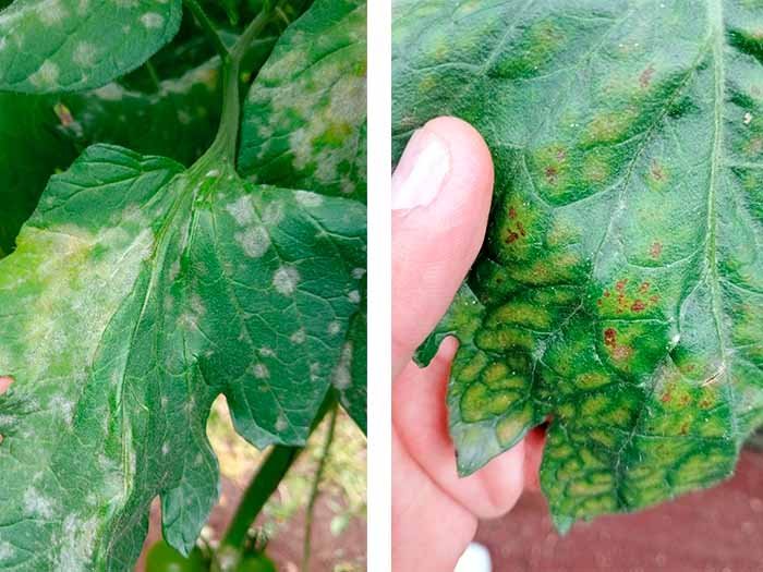 Antes y después de aplicación de Antiseptika en cultivo de tomate