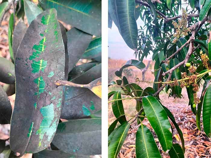 Antes y después de aplicación de Antiseptika en cultivo de mango