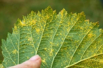 Planta infectada por hongo conocido como roya