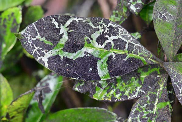 Planta infectada por hongo fumagina