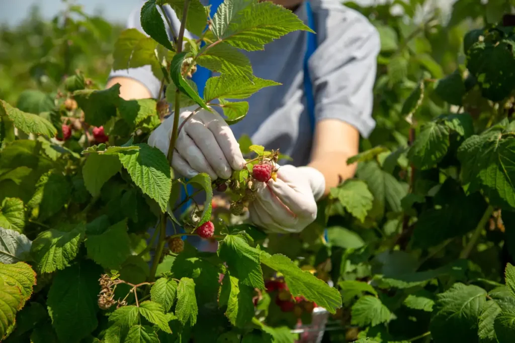 Benaiah Agrum empresa AgroBiotecnológica dedicada a la fabricación de Nutrientes vegetales, Bioestimulantes, Coadyuvantes y Pesticidas de carácter orgánico.