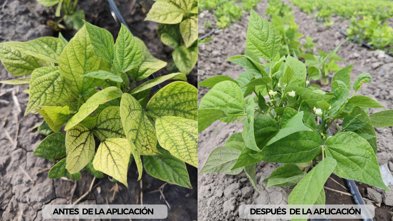 Cultivo de ejote con aprovechamiento de nutrientes