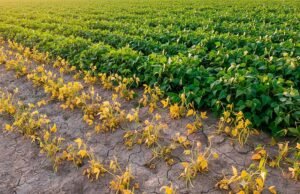 De la deficiencia de nutrientes vegetales al máximo rendimiento en tus cultivos