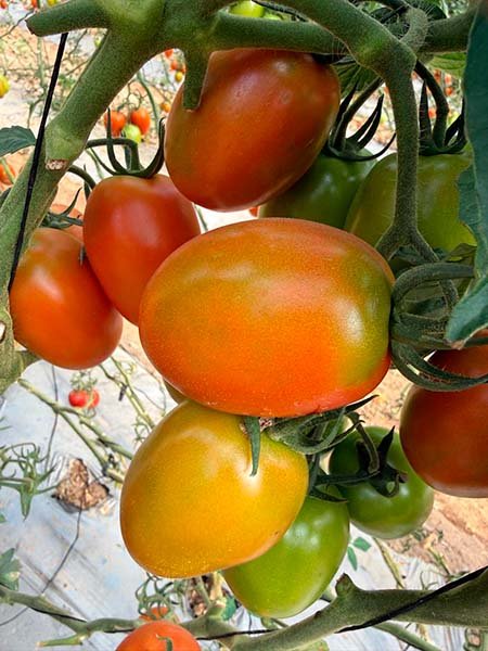 Payaseo en cultivo de tomate