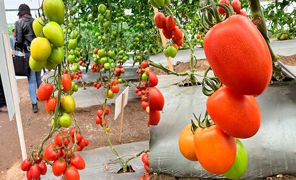 Resultados observados después de la aplicación de KALIO + RUBISCO