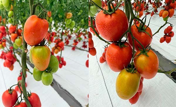 Afectación del cultivo de tomate previo a la aplicación de fertilizantes