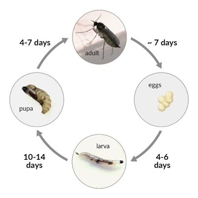 Ciclo de vida de fungus gnat en cultivos