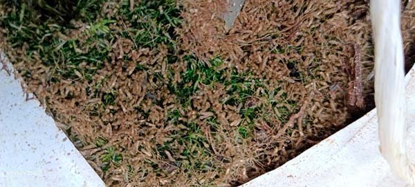 Cultivo de tomate con plaga de fungus gnat.