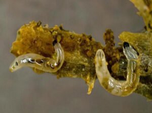 Daños en raíces, ocasionados por larvas de Bradysia spp (Cappaer, 2010)