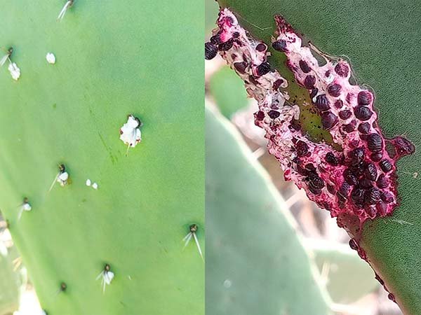 Cochinilla algodonosa en cultivo de nopal