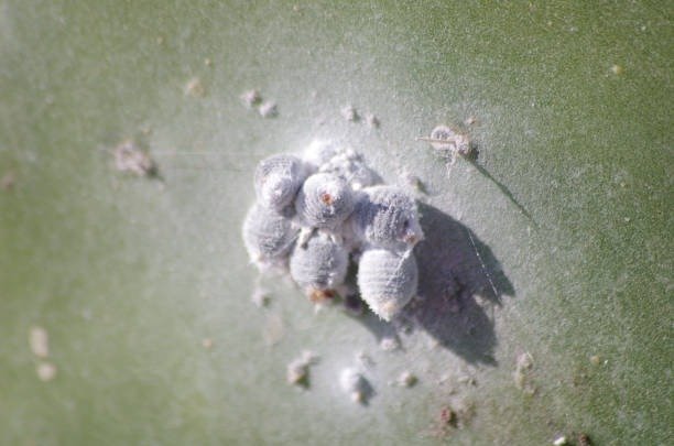 Infestación de cochinilla algodonosa