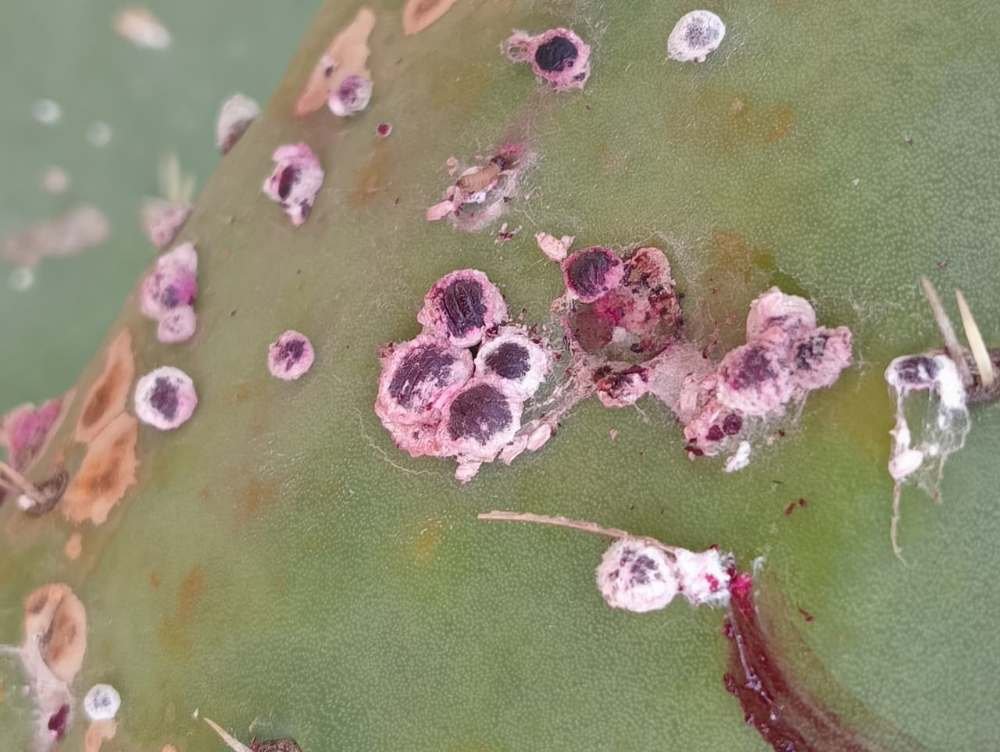 Cochinilla algodonosa en cultivo de nopal