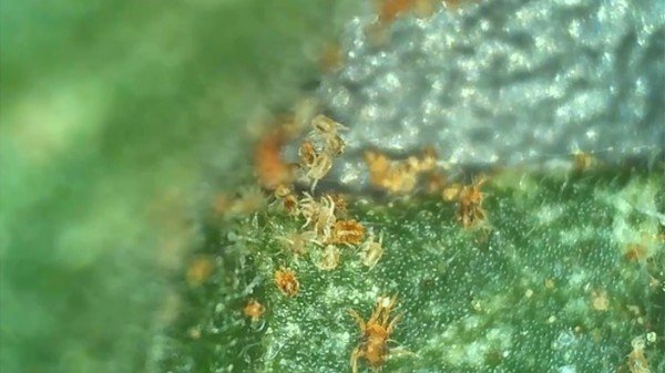 Plaga de arañas previo a aplicación de Murato