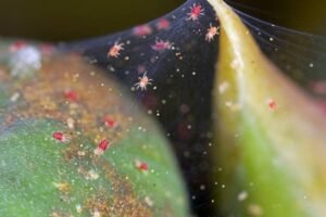 Araña roja: la plaga silenciosa que puede acabar con tu cultivo