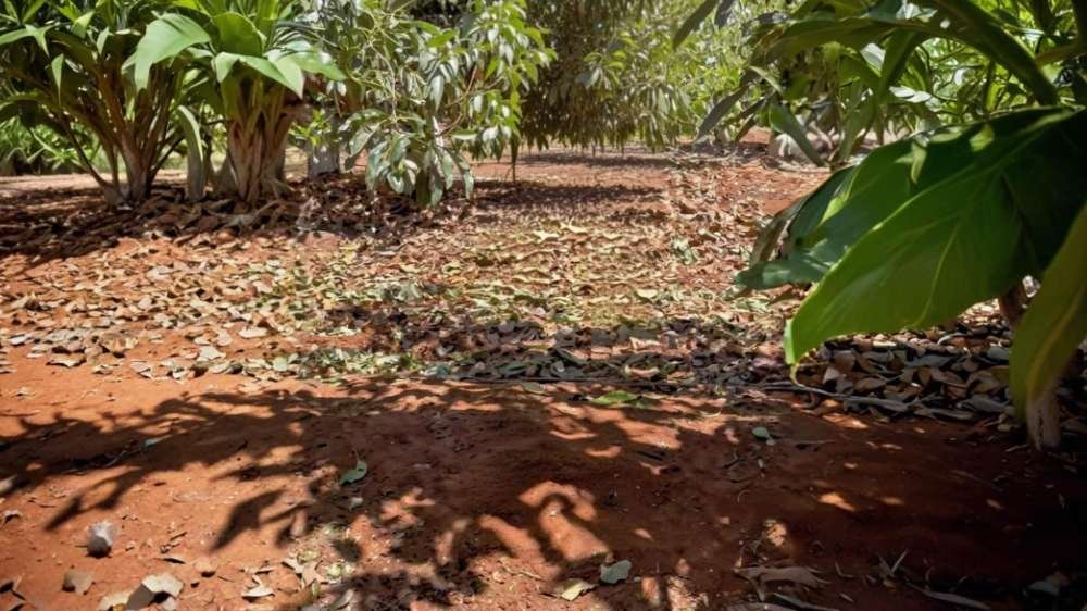 Rehabilitación de suelo con STAYWET® en huerta de aguacate en Jalisco