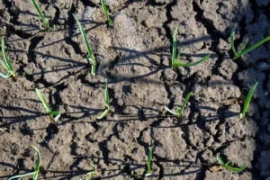 Suelo compactado que impide el desarrollo del cultivo