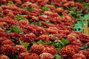 ¿Tu cultivo de crisantemo pierde color? El problema puede estar en su fotosíntesis