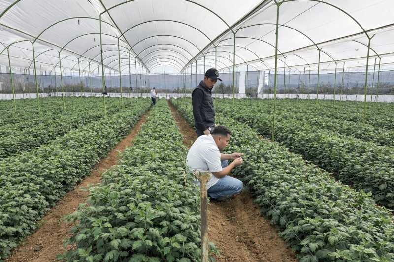 Aplicación de RuBisCO₂-Mg e IronBoost en cultivo de crisantemo en Zacango