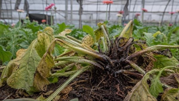 Fusarium spp afecta raíces de cultivos ornamentales