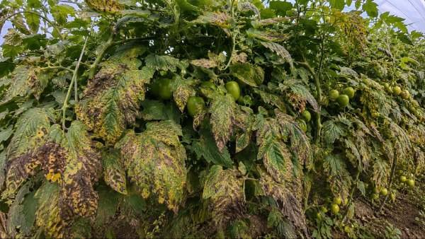 Cultivo de tomate infectado con clavibacter