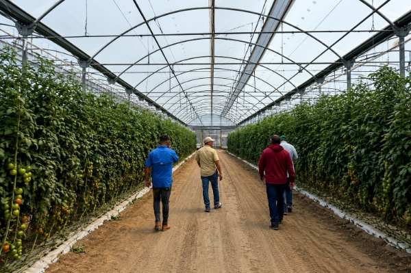 Implementación de Antiseptika en invernadero de tomate
