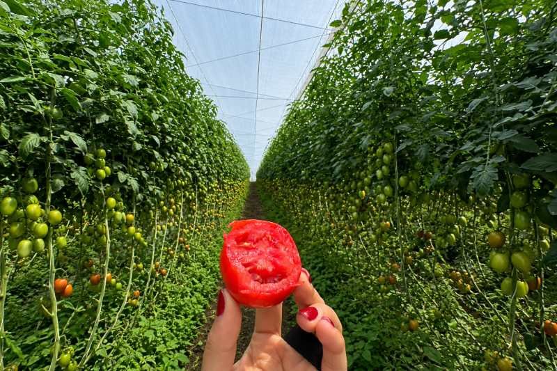 De 30% a menos del 1%: control de Clavibacter en invernadero de tomate en Puebla