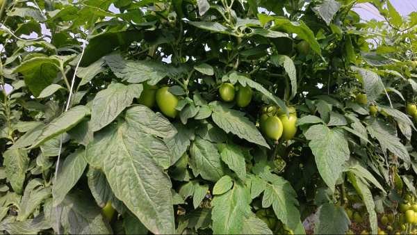 Clavibacter eliminado de invernadero de tomate